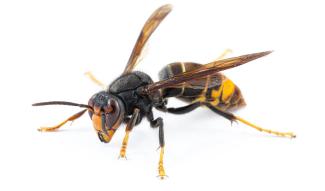 Frelon asiatique