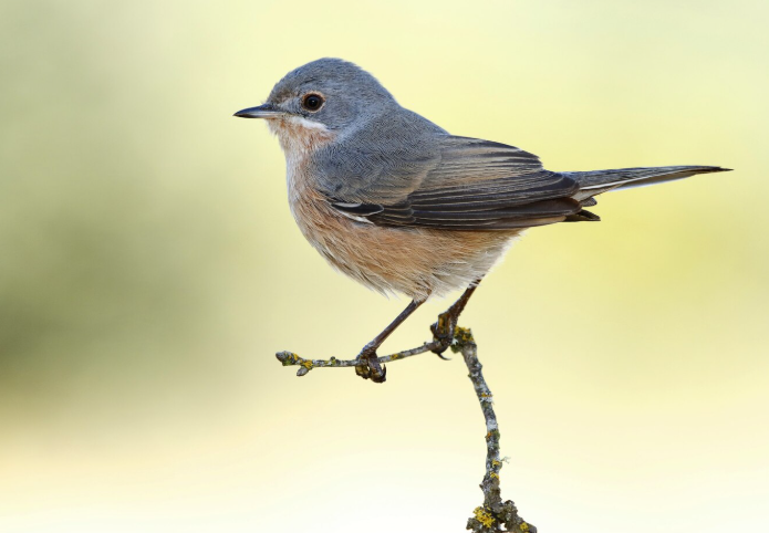 Capture d'écran 2025-12-10 100457