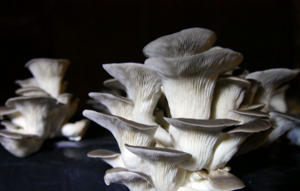 Capture d'écran 2026-01-13 100252