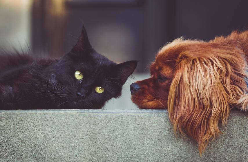 Atelier chien et chat < Guignicourt < Aisne < Picardie