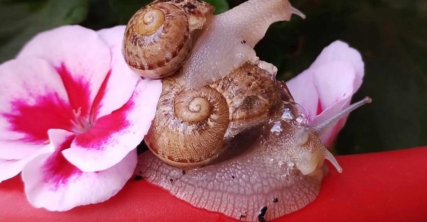 Coquillles de Breuil bandeau