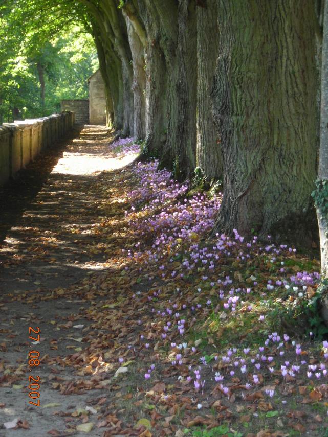 Ls cyclamens aux pieds des tilleuls