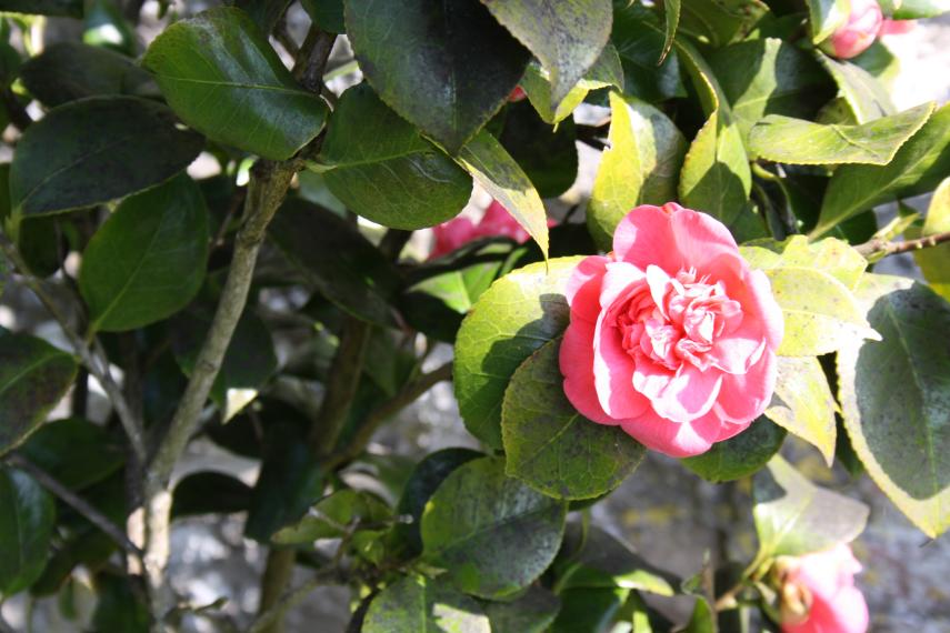 Fleurs < Rosier < Thiérache < Aisne < Picardie 