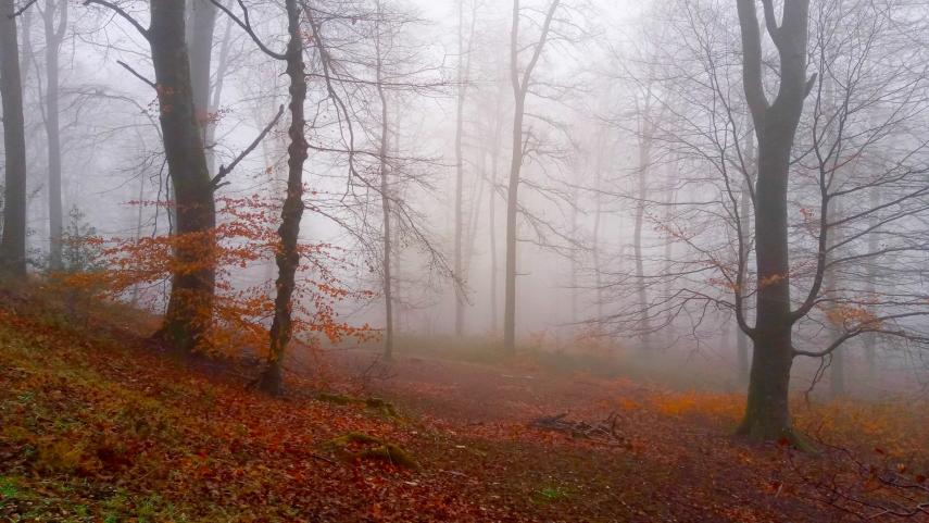 Foret de Retz automne © Tourisme Soissonnais Valois  (3)