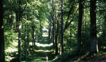 Forêt de Retz _randonneuse < Aisne < Picardie
