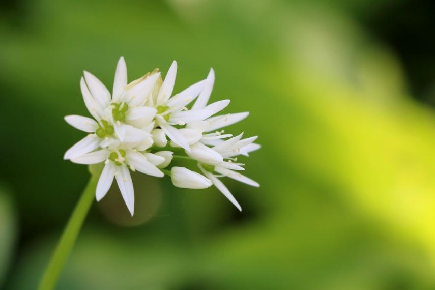 Jardin d'Hélène < Proisy < Thiérache < Aisne < Hauts-de-France