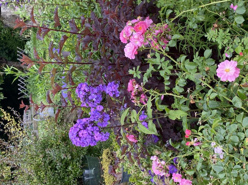 jardin 2