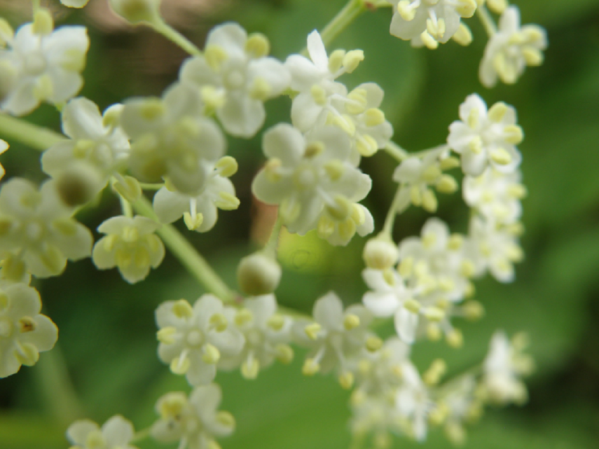 Jardin d'Hélène Proisy < Thiérache < Aisne < Hauts-de-France