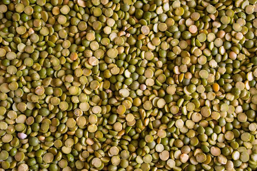 Plant de lentilles < Grandlup < Aisne < Picardie