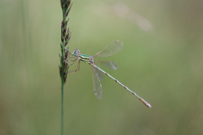 Sortie marais libellules < Marchais < Aisne < Hauts-de-France