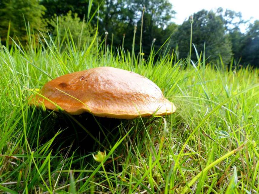 Champignon < Thiérache < Aisne < Hauts de France