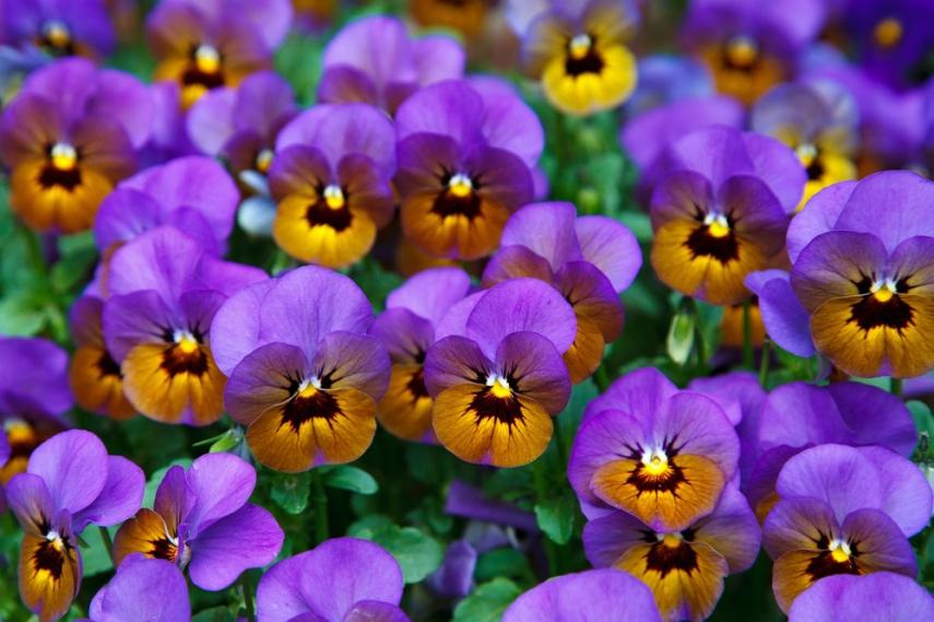 Troc fleurs < Laon < Aisne < Picardie