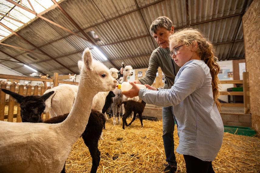 SOMMERON - Alpagas - © OT TH - Loïc RIDOU (3)