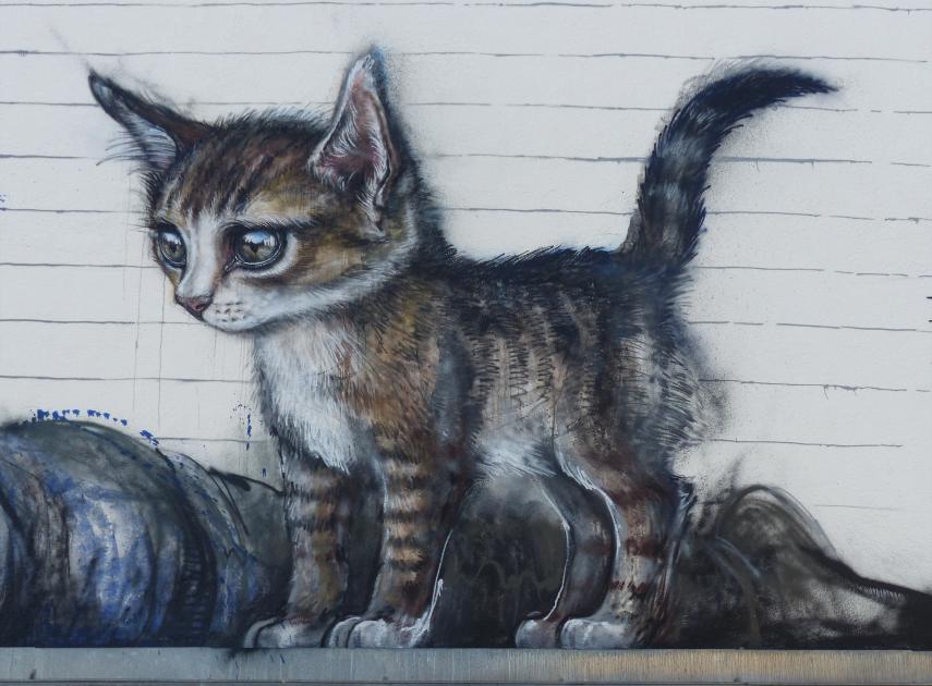 Exposition Chat chat chats oeuvre de Hera < Laon < Aisne < Picardie