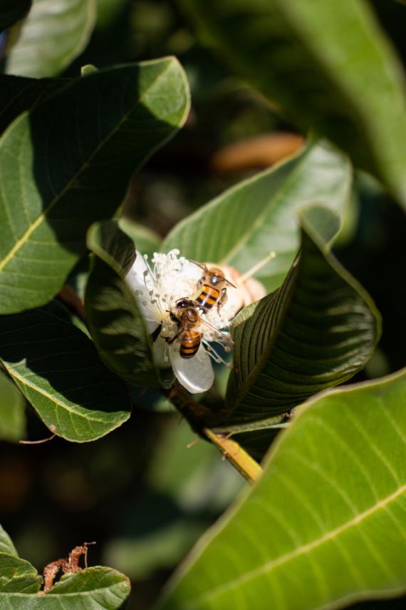 Vertical Shot of Bees on a Guava Flower