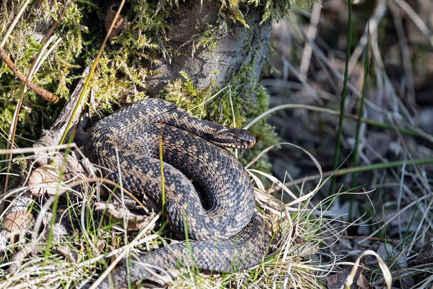 Sortie nature reptiles < Laon < Aisne < Picardie