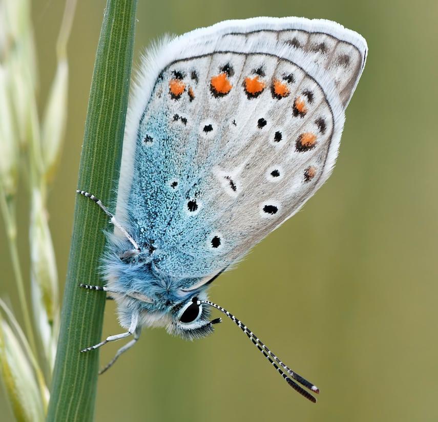butterfly-95364_1920