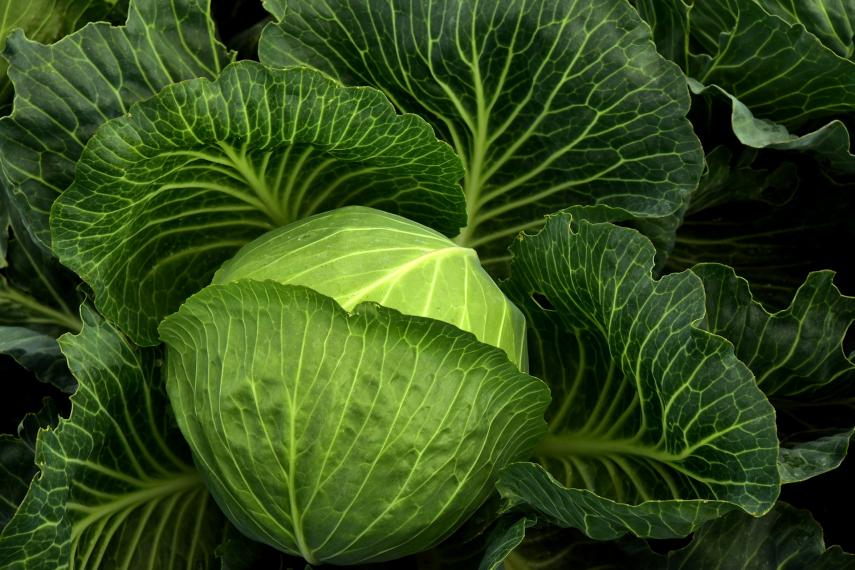 cabbage-3722498_1920