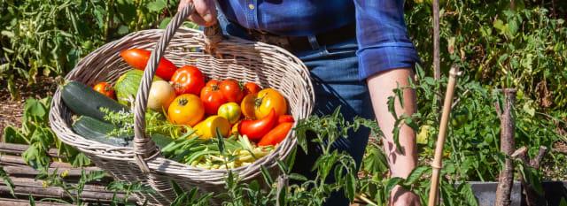 image Récolte potager