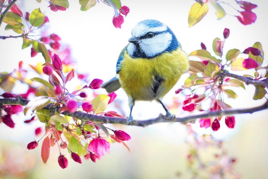 oiseau au printemps ©Jill Wellington de Pixabay