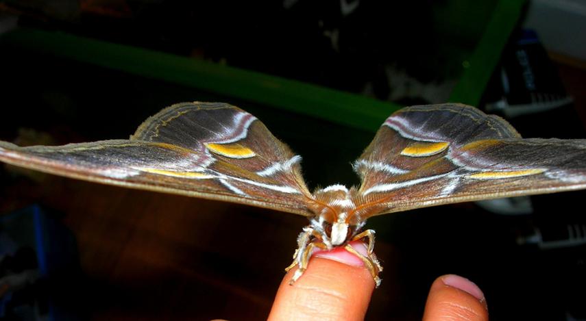 Sortie nature papillons de nuit bombyx < Laon < Aisne < Picardie