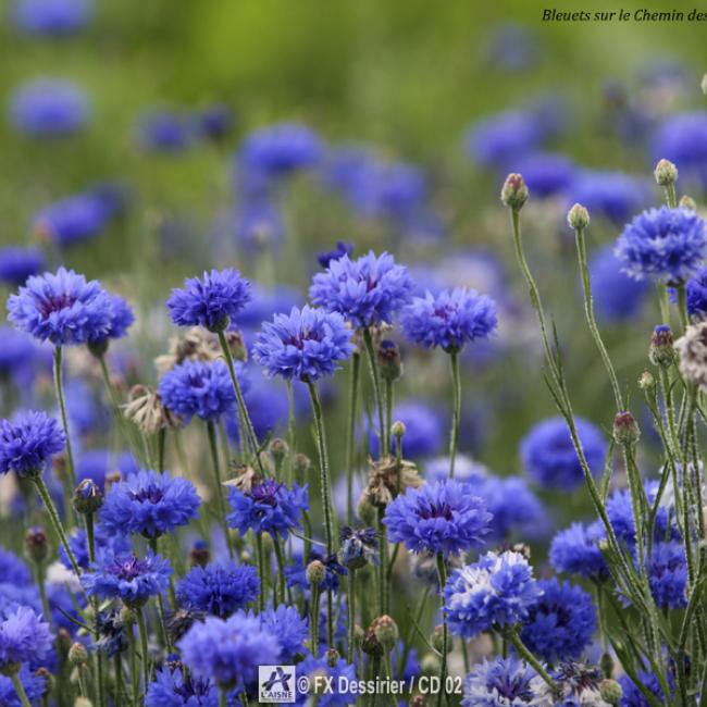 Bleuets Chemin des Dames