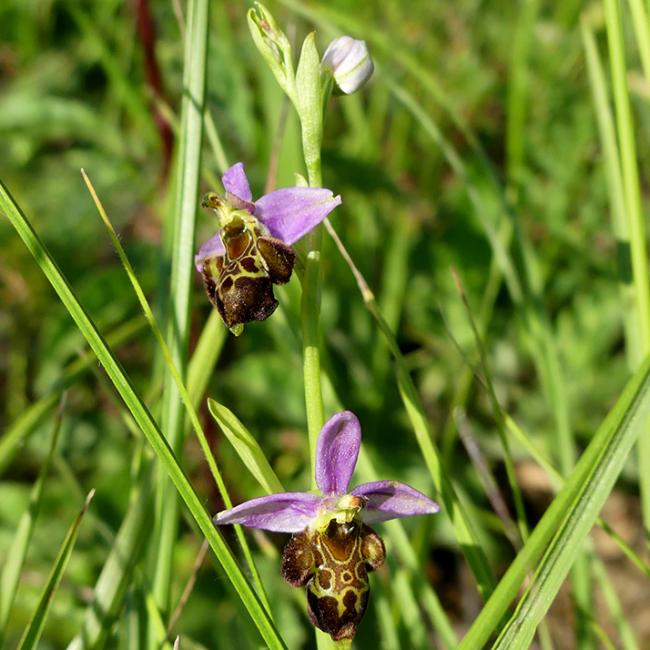 Sortie nature à Cessières : "Fascinantes orchidées" Le 29 mai 2024