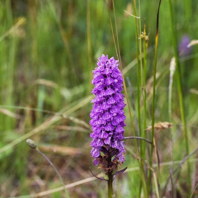 Sortie nature à Mons-en-Laonnois : "Les orchidées,... Le 2 juin 2024